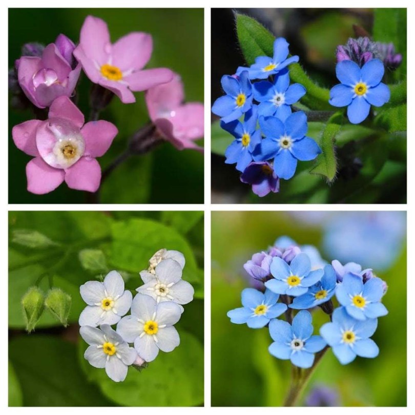 Nefelejcs válogatáscsomag, Myosotis sp., vetőmag, akció, kedvezmény